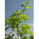 Keltalehtinen metsätammi ’Rita’s Gold’ (Quercus robur ’Rita’s Gold’)